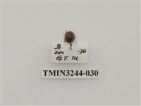 藏品(茄二十八星瓢蟲)的圖片